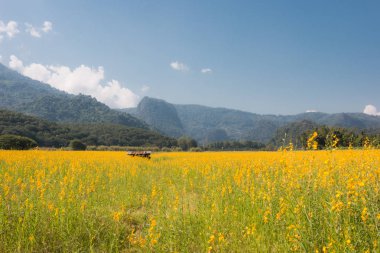 Sunhemp (Crotalaria) kışın dikti. Toprak, güzel sarı çiçekler, Chiang Rai, Kuzey Tayland ayarlamak için.