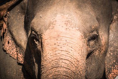 Fil çiftlik turistler için yetiştirilen