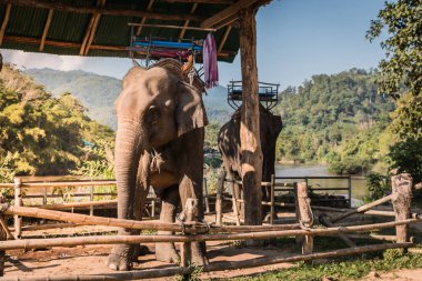 Fil çiftlik turistler için yetiştirilen