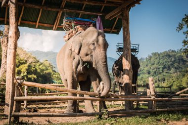 Fil çiftlik turistler için yetiştirilen