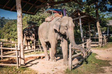 Fil çiftlik turistler için yetiştirilen