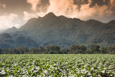 Kışın, Plato, Chiang Rai, Kuzey Tayland ekili Tütün ekimi üzerinde ekili Tütün ekimi tütün dikti.