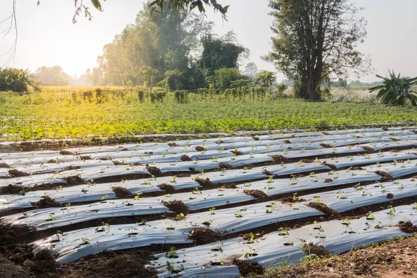 Bauerngarten Mit Auberginen Auberginenanpflanzung Auberginenplantage Beginnt — Stockfoto