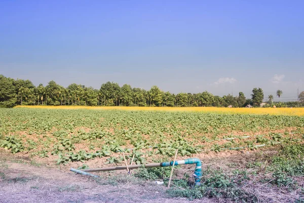 Agricultura Mista Transplante Tabaco Sunhemp Crotalaria Chiang Rai Norte Tailândia — Fotografia de Stock