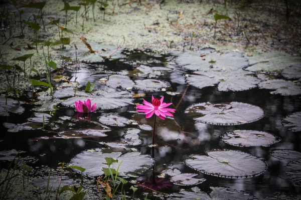 Pink Lotus Pool Pink Lotus Hot Spring Pool Natural Hot — Stock Photo, Image