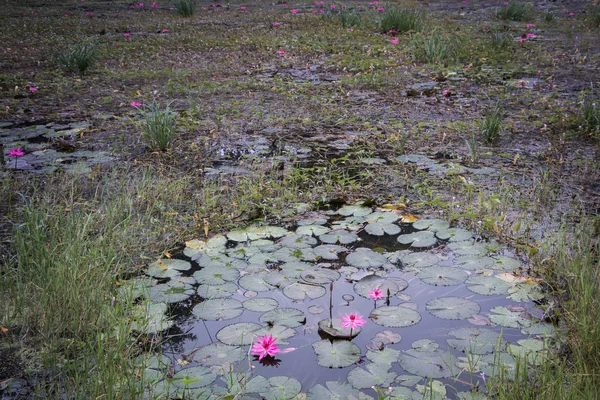 Pink lotus in pool, pink lotus in hot spring pool, natural hot spring pool in chiang rai, thailand
