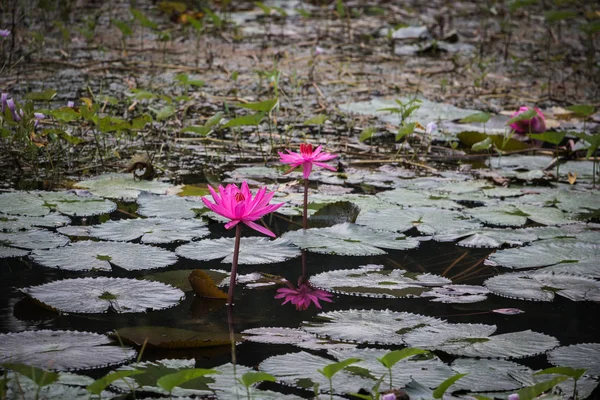 Pink lotus in pool, pink lotus in hot spring pool, natural hot spring pool in chiang rai, thailand