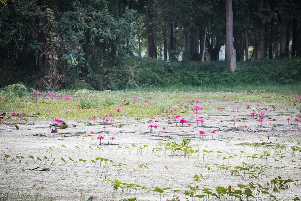 Pink lotus in pool, pink lotus in hot spring pool, natural hot spring pool in chiang rai, thailand