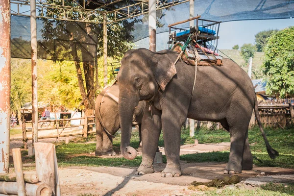 Fil çiftlik turistler için yetiştirilen