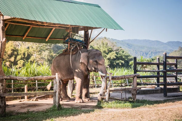 stock image The elephant farm was reared for tourists