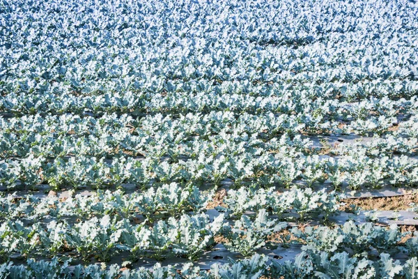 Die Chinesische Grünkohlfarm Des Bauern — Stockfoto