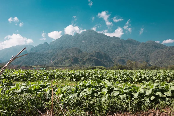 Tobacco planted in winter, tobacco plantation planted on plateau, tobacco plantation planted in Chiang Rai, northern Thailand.