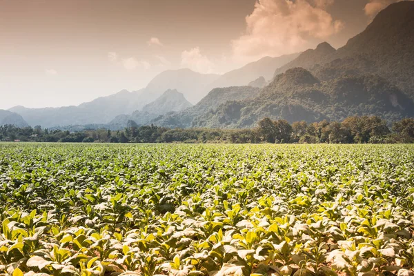 Tobacco planted in winter, tobacco plantation planted on plateau, tobacco plantation planted in Chiang Rai, northern Thailand.