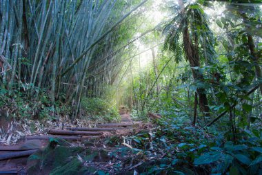Yürüyüşe yağmur ormanları, Chiang Rai Eyaleti Kuzey Tayland
