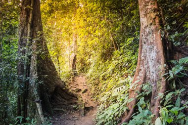 Yürüyüşe yağmur ormanları, Chiang Rai Eyaleti Kuzey Tayland