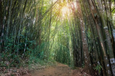Bambu dağ orman, Chiang Rai eyaletinin kuzeyinde Tayland yürüyüş