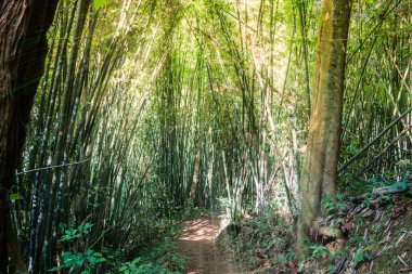 Bambu dağ orman, Chiang Rai eyaletinin kuzeyinde Tayland yürüyüş