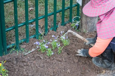 Büyüyen bitkiler kararsız, işçi Mor çiçekli bitkiler dikim.
