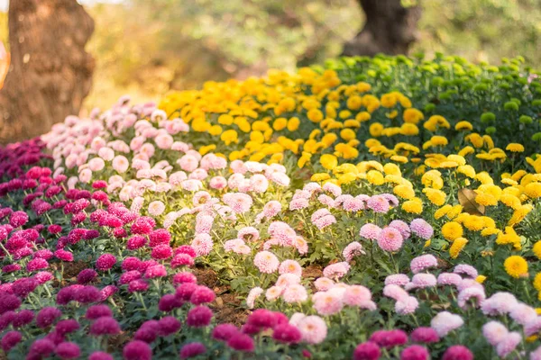Crisântemo Rosa Amarelo Verde Plantado Jardim Atmosfera Luz Manhã — Fotografia de Stock