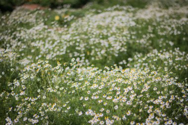 Çayır çiçekli papatya Kış güneşli gün ile. Beyaz yaprakları ve chamomiles sarı çekirdek.