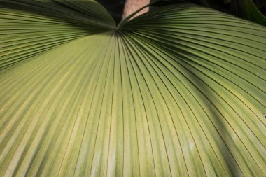 Koyu yeşil renkli palmiye yaprakları