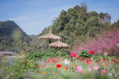 Çeşitli renkli bahçelerde, çiçek dikti kışın, Chiang Mai Kuzey Tayland