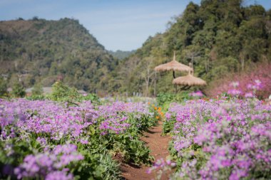Çeşitli renkli bahçelerde, çiçek dikti kışın, Chiang Mai Kuzey Tayland
