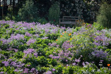 Çeşitli renkli bahçelerde, çiçek dikti kışın, Chiang Mai Kuzey Tayland