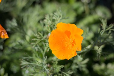 Sarı çiçekler, zemin bulanık