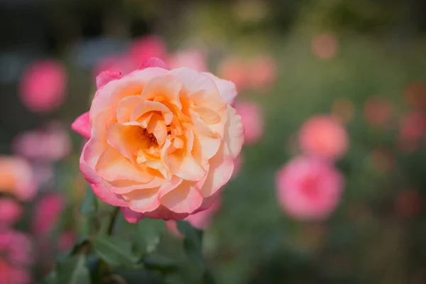 Primer Plano Hermosa Rosa Fresca Amarilla Jardín — Foto de Stock