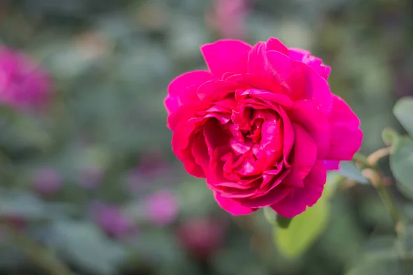 Primer Plano Hermosa Rosa Fresca Jardín — Foto de Stock