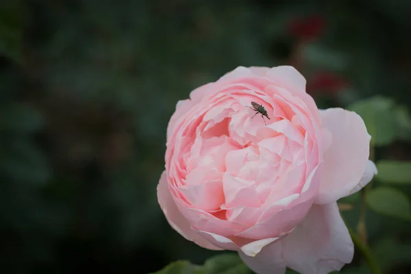 Primer Plano Hermosa Rosa Fresca Jardín — Foto de Stock