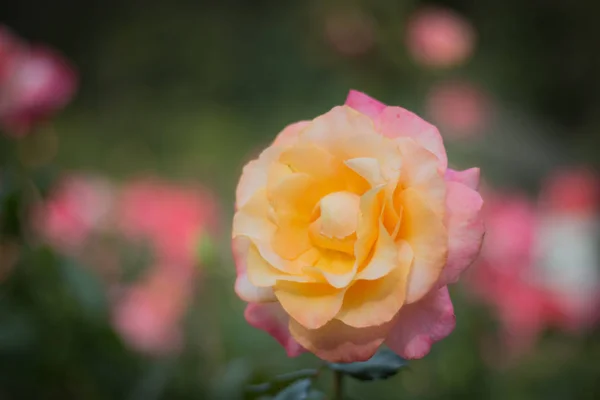 Primer Plano Hermosa Rosa Fresca Amarilla Jardín — Foto de Stock