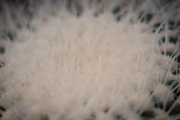 closeup cactus background, Small cactus, desert plants, plants that can grow in hot weather.