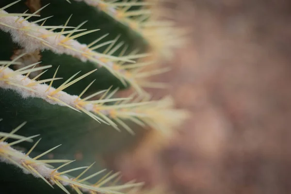 Closeup Cactus Background Small Cactus Desert Plants Plants Can Grow — Stock Photo, Image