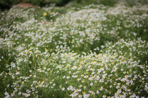 Meadow Flowering Daisies Winter Sunny Day White Petals Yellow Cores — Stock Photo, Image