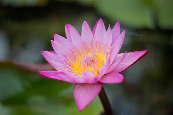 Pink Lotus Blooming Garden — Stock Photo, Image
