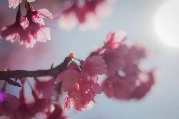 Der Kirschbaum Beginnt Blühen — Stockfoto