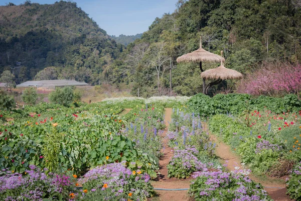 Vários Tipos Flores Jardins Coloridos Plantadas Inverno Chiang Mai Norte — Fotografia de Stock