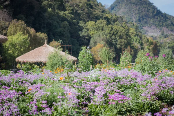 Various kinds of flowers in colorful gardens, planted in winter, Chiang Mai North of Thailand