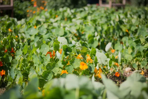 Various kinds of flowers in colorful gardens, planted in winter, Chiang Mai North of Thailand