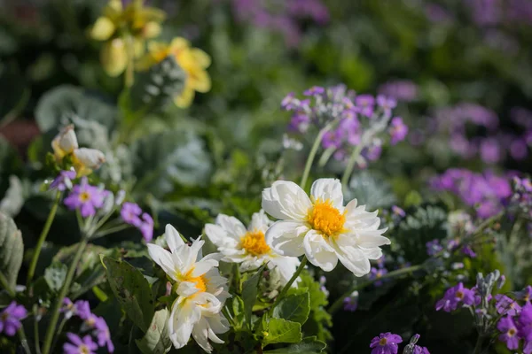 Various kinds of flowers in colorful gardens, planted in winter, Chiang Mai North of Thailand