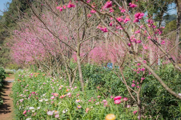 Various kinds of flowers in colorful gardens, planted in winter, Chiang Mai North of Thailand