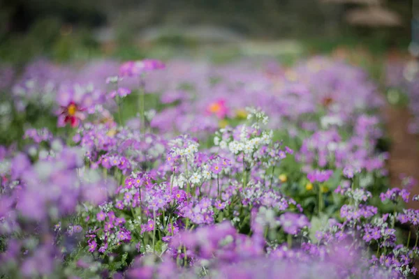 Various kinds of flowers in colorful gardens, planted in winter, Chiang Mai North of Thailand