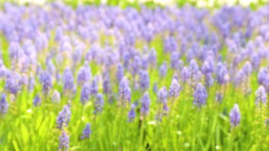 Arılar bahçesinde çiçek alanı