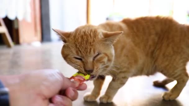 Kat Eten Van Een Snack — Stockvideo