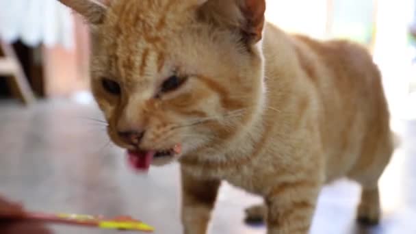Gato Comiendo Bocadillo — Vídeos de Stock