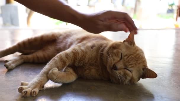 Homem Jogar Com Gato — Vídeo de Stock