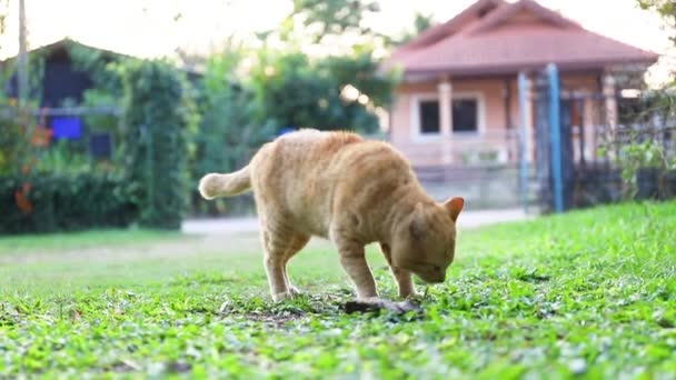 Katten Går Gröna Fält — Stockvideo