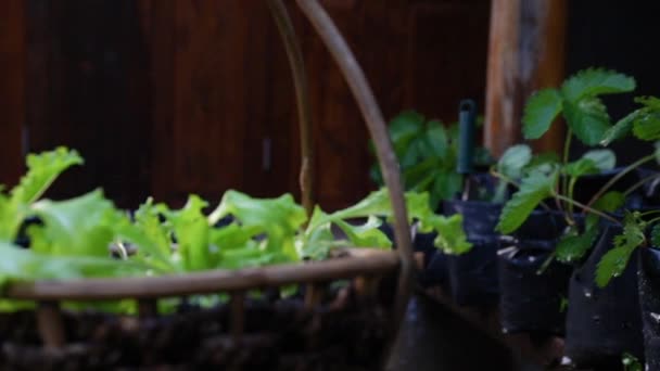 Spritzsalat Auf Einem Korb Bio Gemüse — Stockvideo